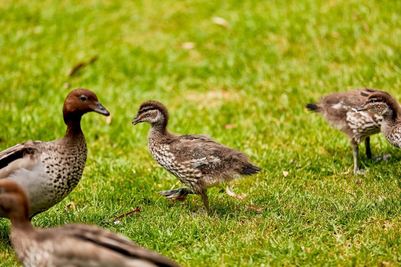 Kennett River Family Caravan Park Wye River Kültér fotó